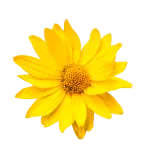 Bright yellow arnica flower, the source of arnica extract