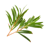 Fresh tea tree leaves used in the botanical moisturising blend